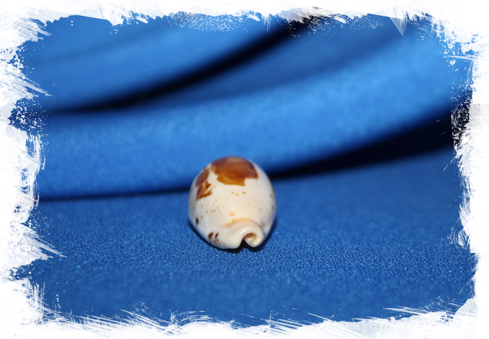 Ципрея саули (Cypraea saulae) большая