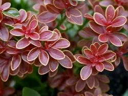 Барбарис Тунберга Руби Стар С3 Закупка М60 июнь 2026