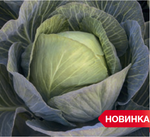 Зиелонор F1 семена капусты белокочанной (Syngenta / Сингента)