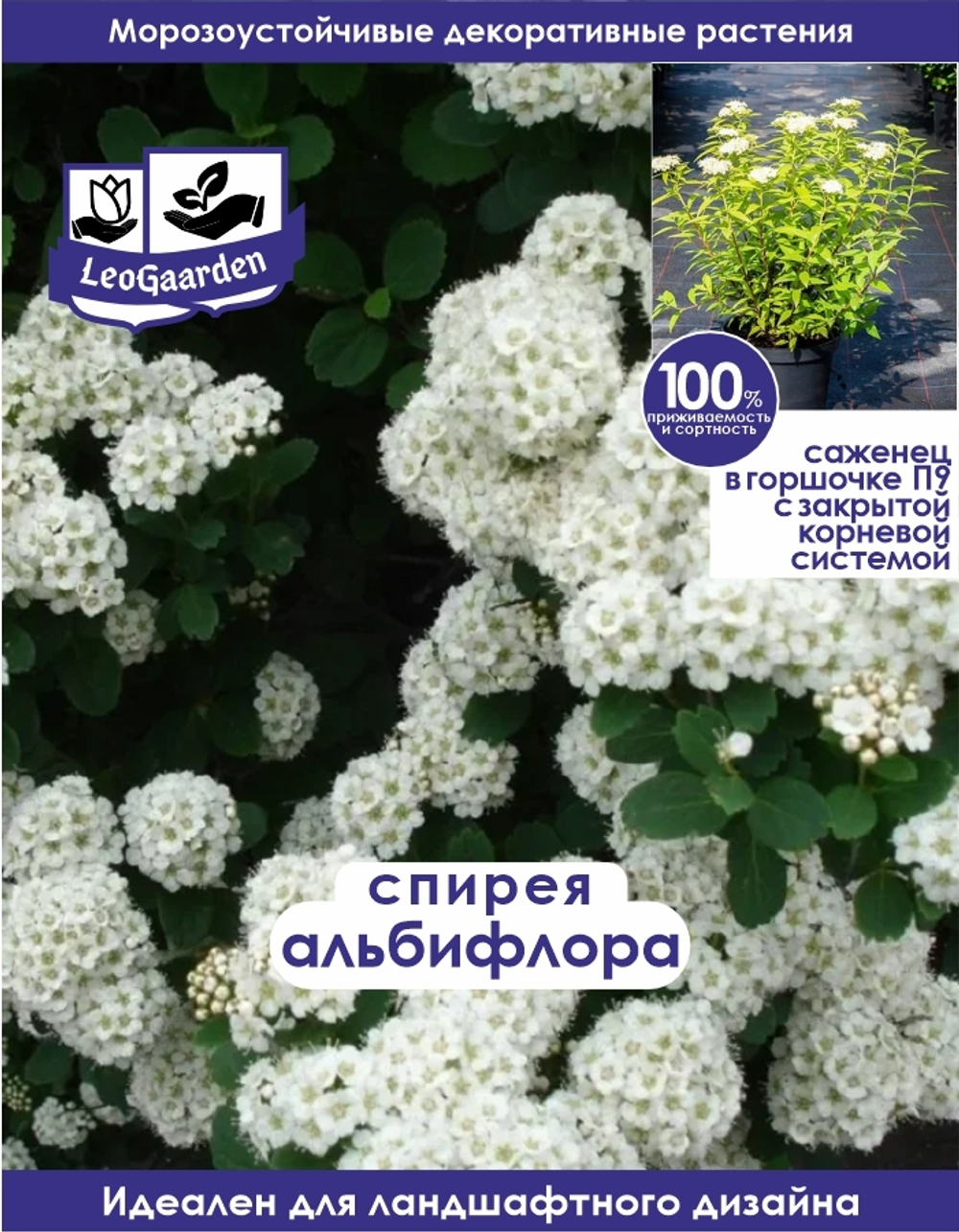 Саженец, Спирея, Альбифлора