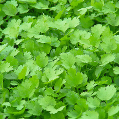 Карибе семена кориандра (Bejo / Бейо)