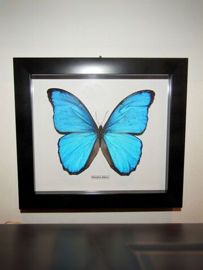 Бабочка Morpho didius в рамке
