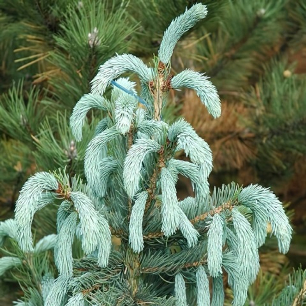 Ель Энгельмана Блю Софти