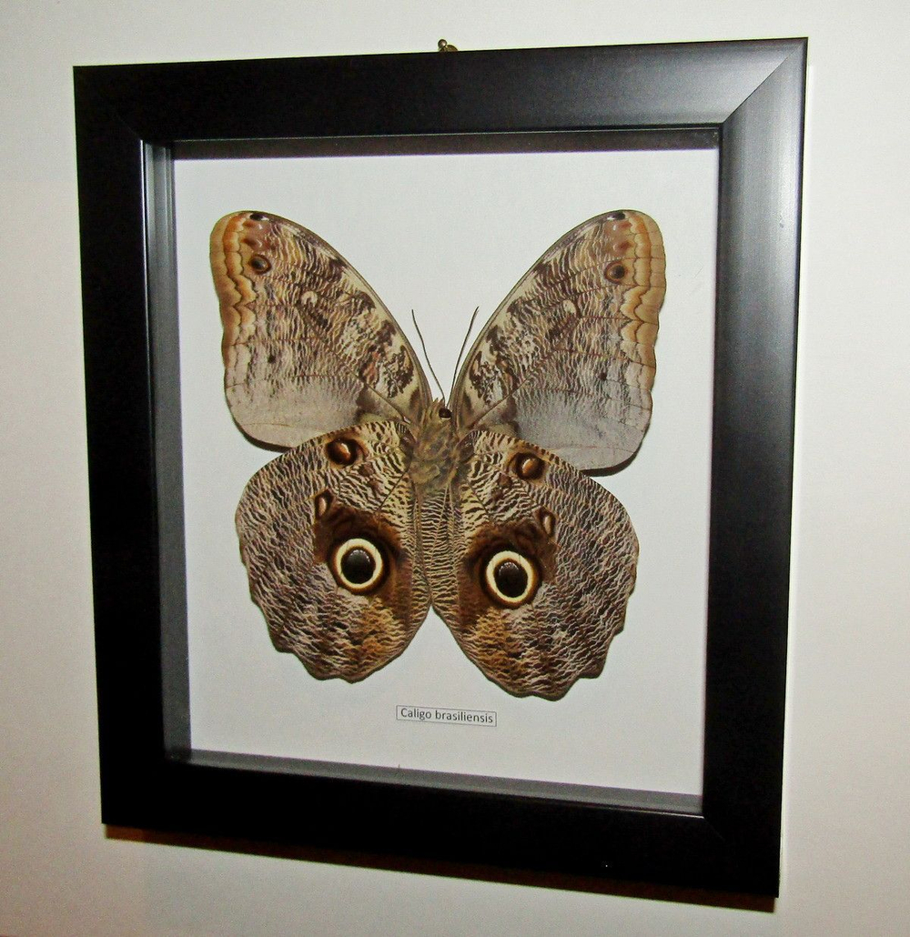 Бабочка Филин Caligo brasiliensis в рамке