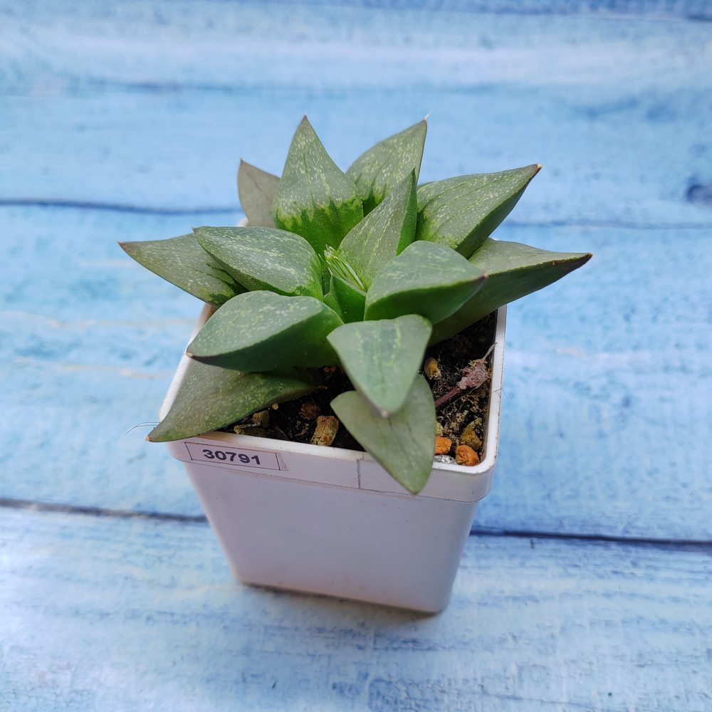 Haworthia Comptoniana Hybride hybrid (Хавортия)