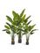 Стрелиция New Style (Sensitive Botanic) 110 см