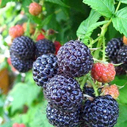 Малина летняя черная Кумберленд