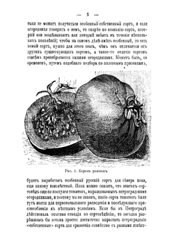 Томат в северной полосе огородничества | Рытов Михаил Васильевич