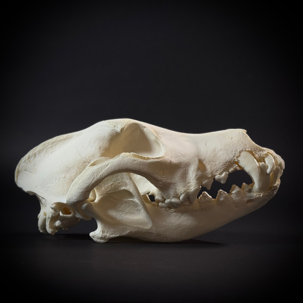 Череп собаки