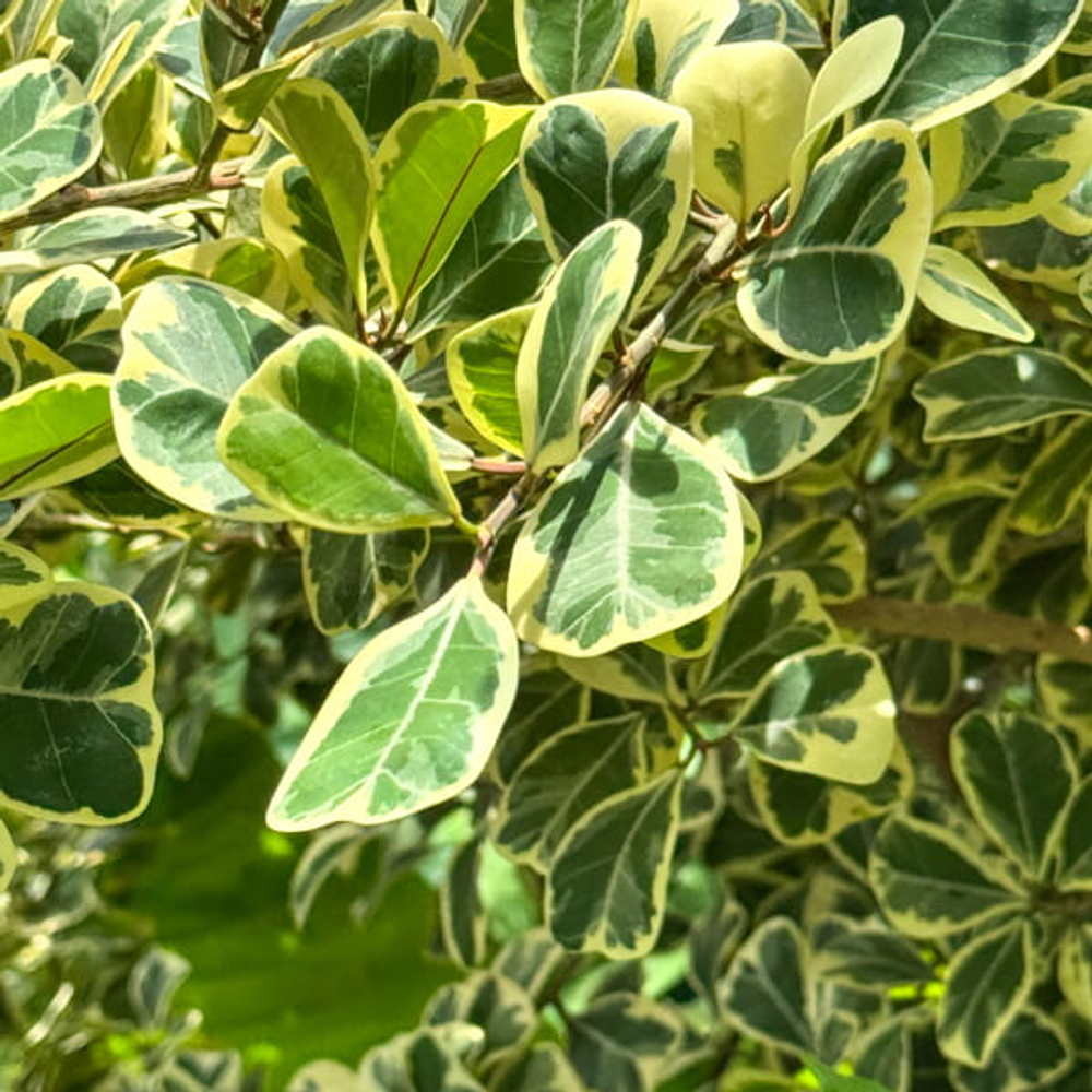 Фикус треугольный вар – Ficus triangularis var