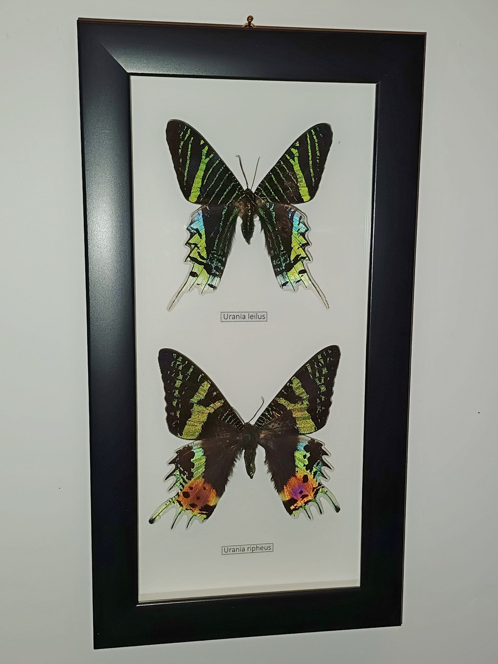 Бабочки Urania ripheus, Urania leilus