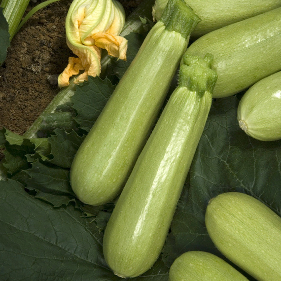 Ардендо 174 F1 семена кабачка (Enza Zaden / Энза Заден) культура – фото 2