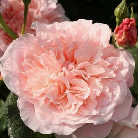 Метаморфоза (Metamorfose)