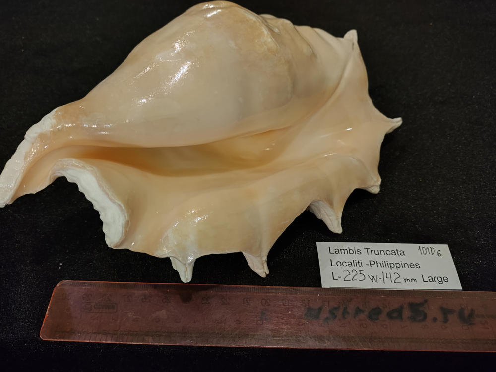 Лямбис Трунката