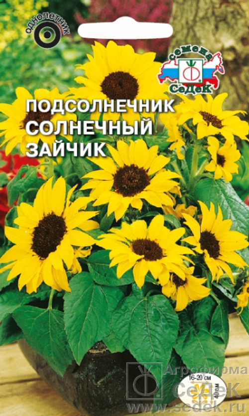 Подсолнечник Солнечный зайчик