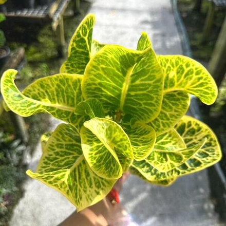 Кротон YUN CHAT PHETCH