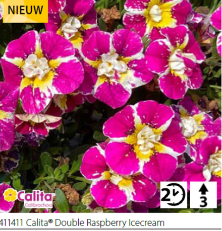 Калибрахоа Calita double raspberry Icecream укорененный черенок ОКС конец ноября