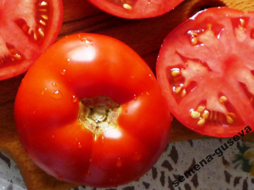 Помидоры - Грядные