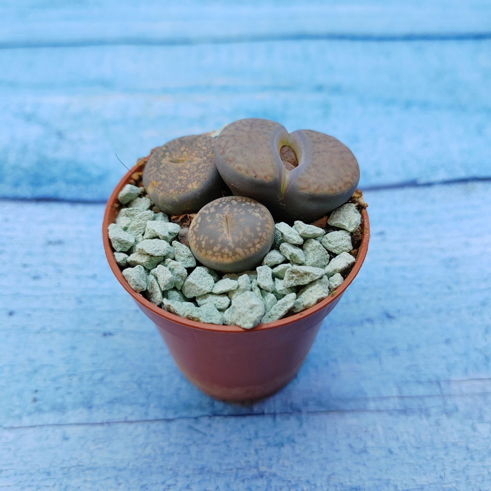 Lithops sp. (Литопсы)