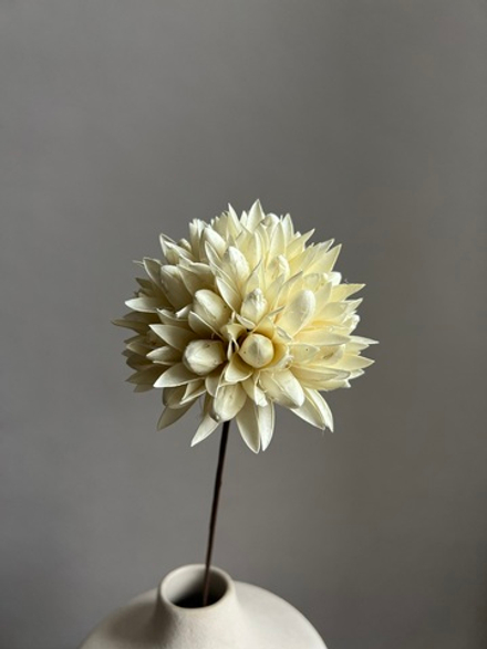 Декоративный цветок Лантана Камара