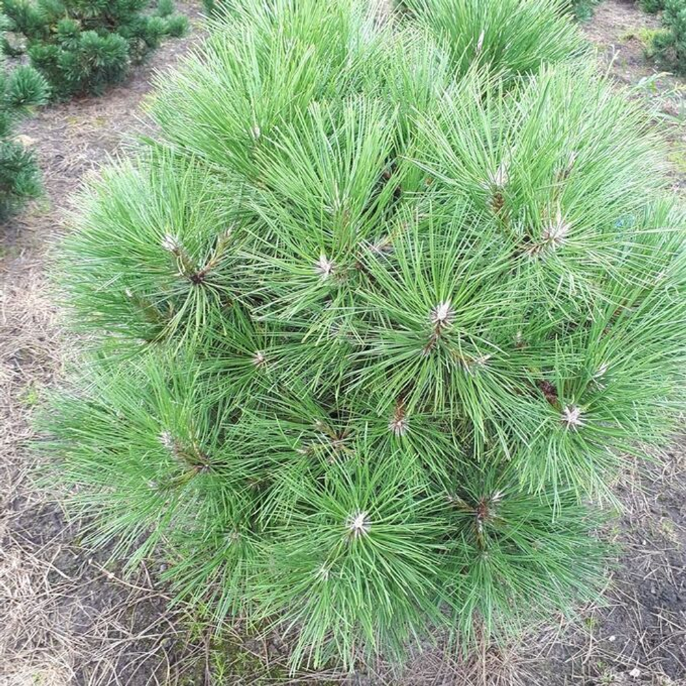 Сосна черная Глобоза С5 20-30