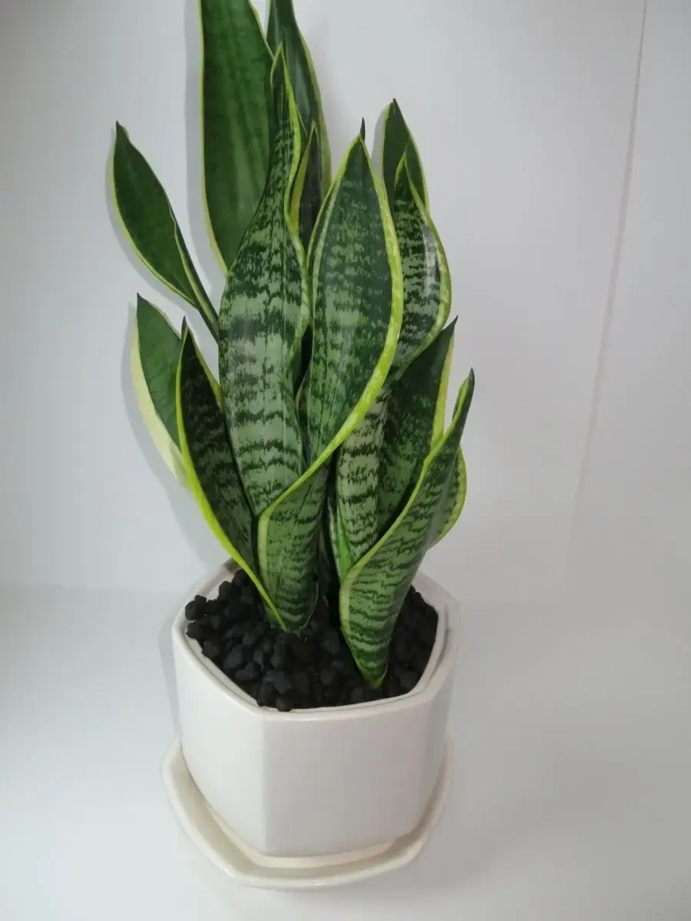 Цветной дренаж для цветов и растений