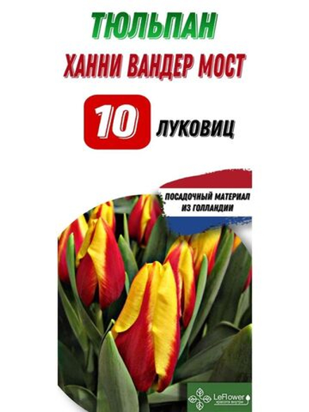 Тюльпан Луковица, Ханни ван дер Мост, 10шт