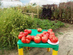 Легендарная Сызранская Розовая Ранняя Помидора