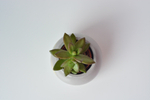 Седум Нуссбумера / Sedum Nussbaumerianum