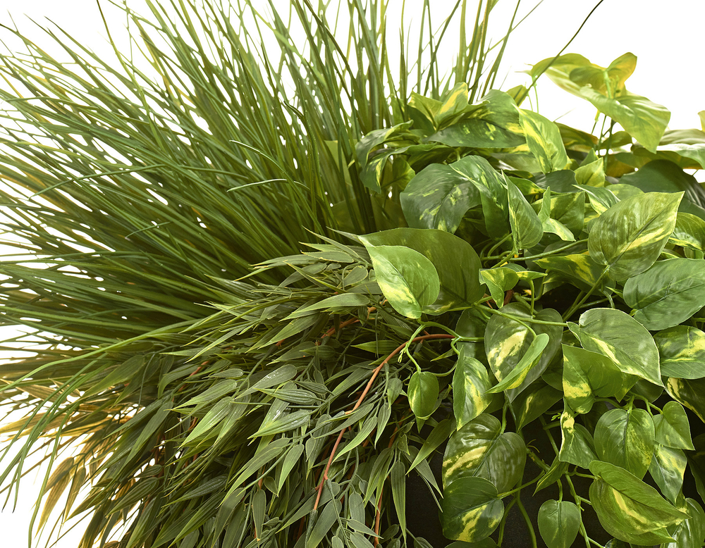 Потос Элегант ампельный большой новый в-90 см (Sensitive Botanic) 6/24 20.1377XL