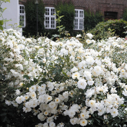 Роза Шнеекенигин С7 Закупка М57 июнь 2026