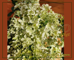 Гортензия метельчатая Дентель де горрон - Кружево Горрона (Hydrangea paniculata `Dentelle de Gorron`)