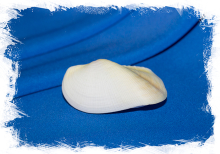 Трисидос семиторта (Trisidos semitorta)