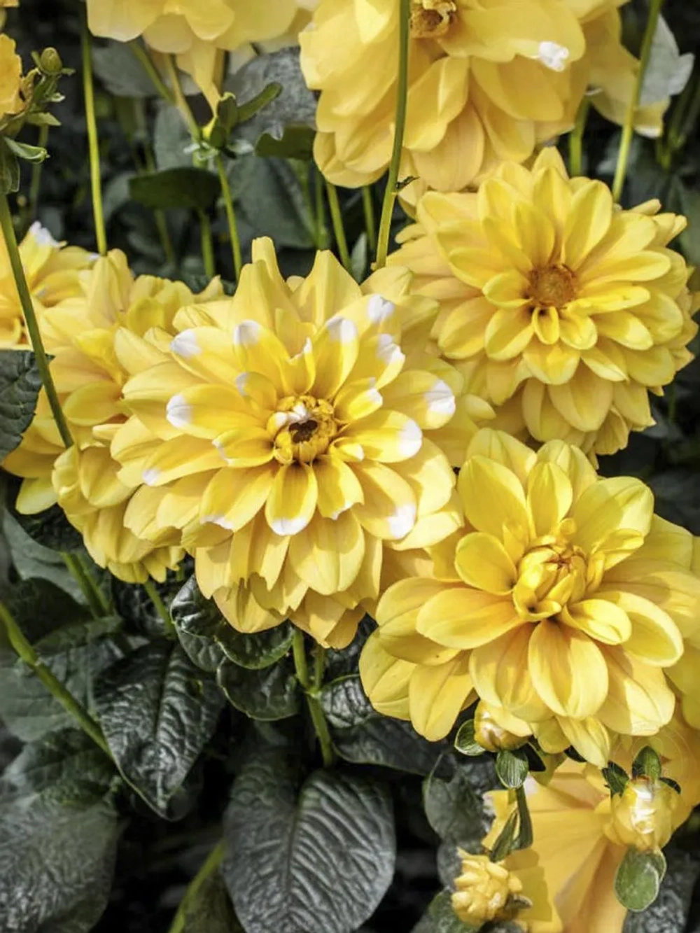 Георгин декоративный Осака