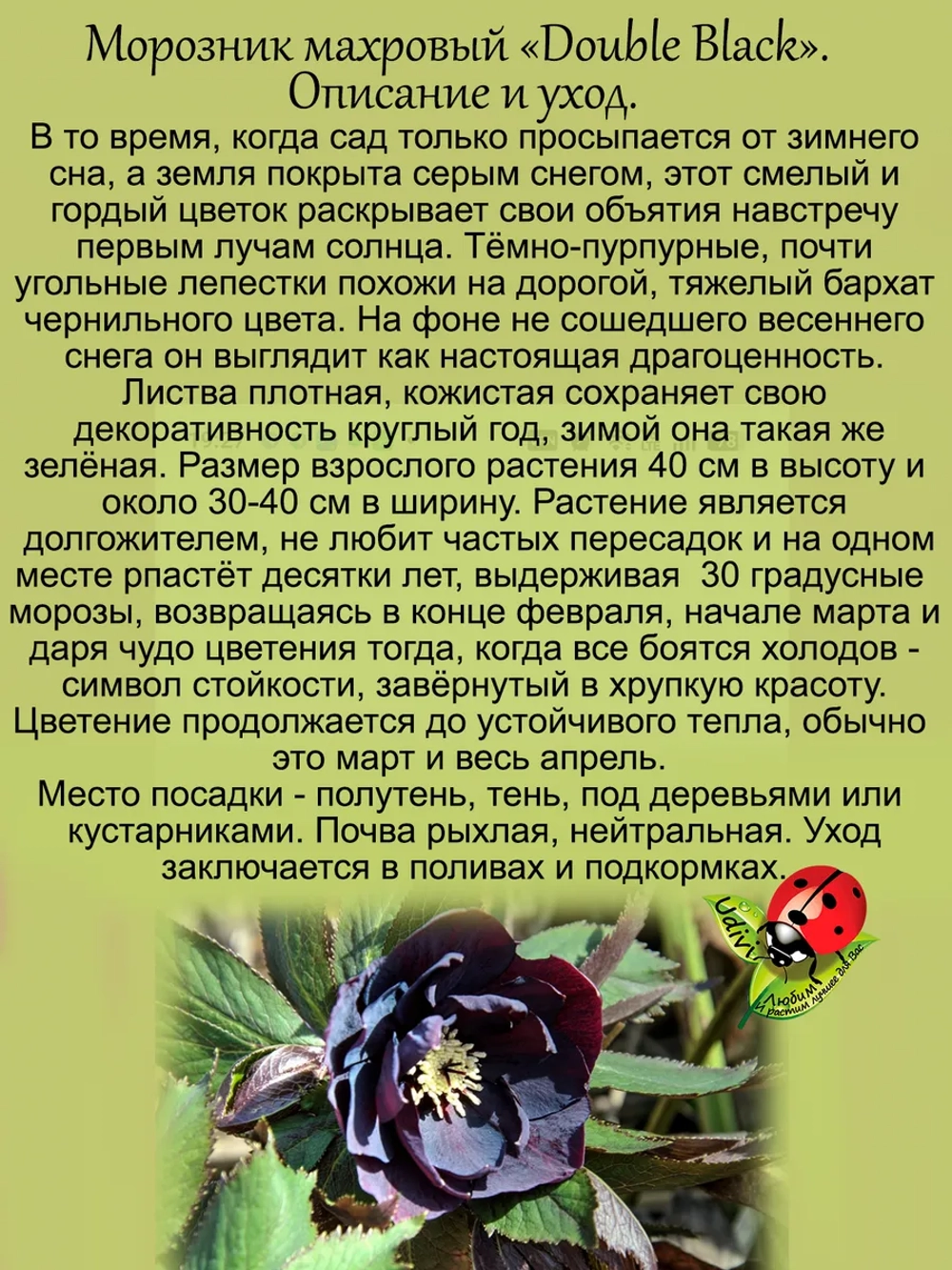 Морозник Черный махровый
