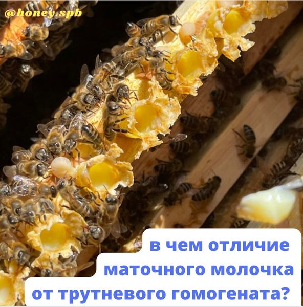 ОТЛИЧИЕ МАТОЧНОГО МОЛОЧКА ОТ ТРУТНЕВОГО ГОМОГЕНАТА