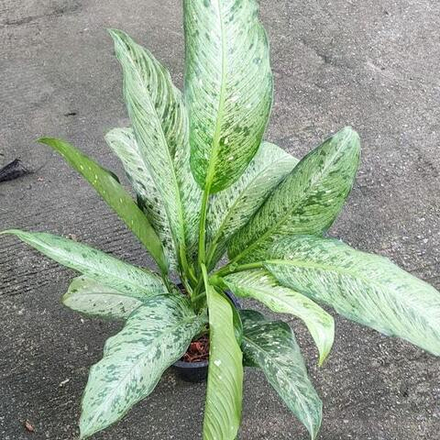 Диффенбахия ABU HASSAN