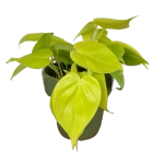 Филодендрон "Скан Голд"