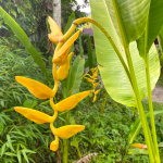 Геликония MARGINATA x BIHAI (Н111)