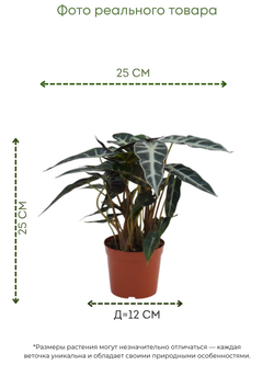 White Aesthetic Indoor Plant Sale Instagram Story