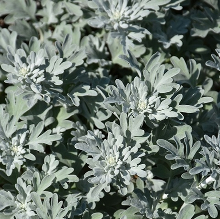 Полынь Стеллера "Silver Brocade". Artemisia stelleriana "Silver Brocade".