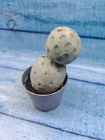 Tephrocactus Geometricus (Тефрокактус)