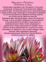 Молодило Паттон бежево-бордовое