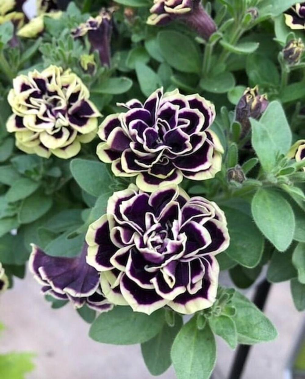 П4 Петуния MYSTICAL MIDNIGHT GOLD