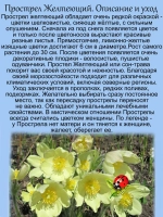 Подснежник Прострел Желтеющий первоцвет