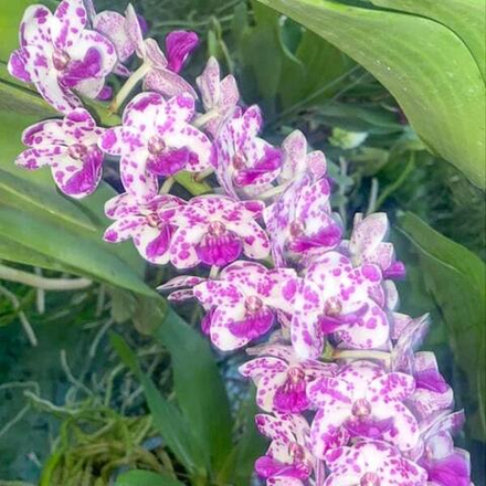 Ринхостилис RHY 22-SAB THAWEE