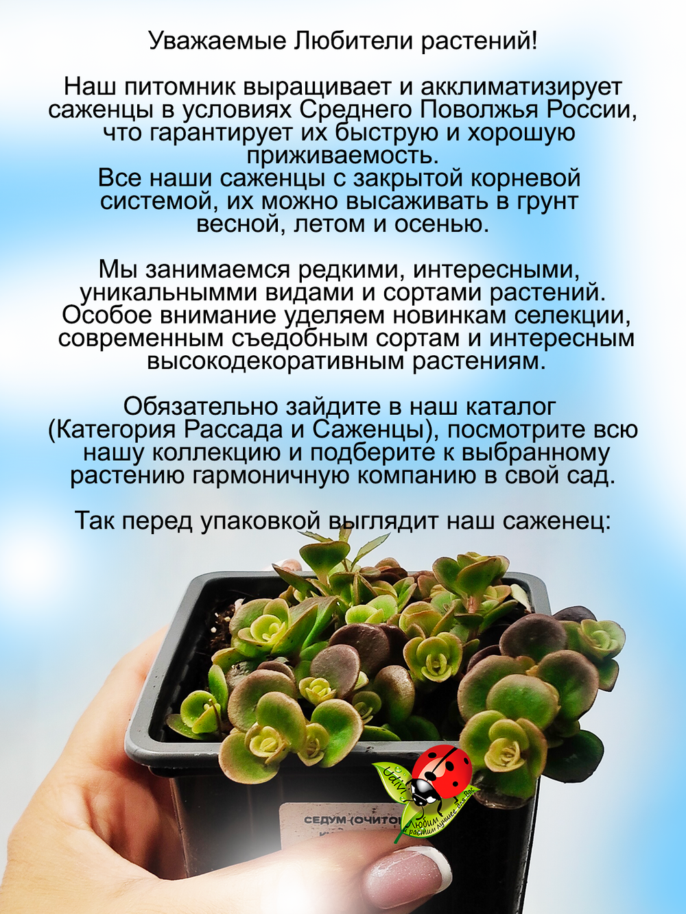 Седум Коралловый риф очиток яркий многолетник