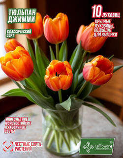 Тюльпан Луковица, Джимми, 10 шт, крупный разбор