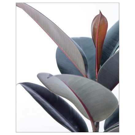 IKEA BILD  (ИКЕА БИЛД)  -  Постер, Горшечное растение -Зей, 40x50 см