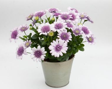 2732 Остеоспермум FLOWERPOWER3D VIOLET ICE